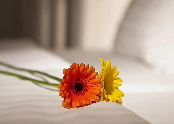 Dahlia 3*